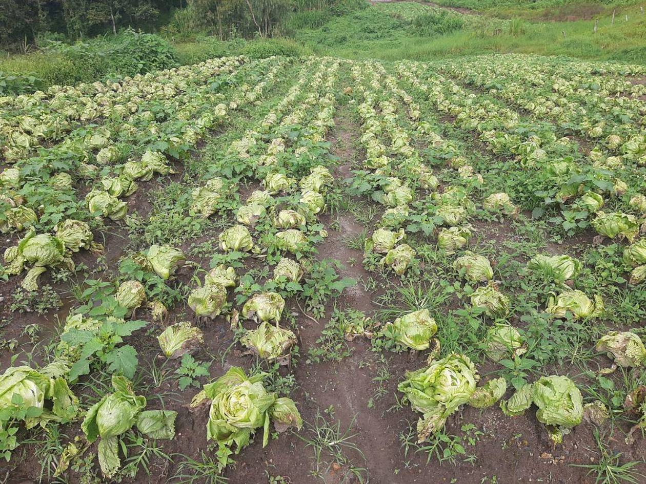 Lluvias causan pérdidas en cultivos en Azacualpa, Lepaterique y Soroguara