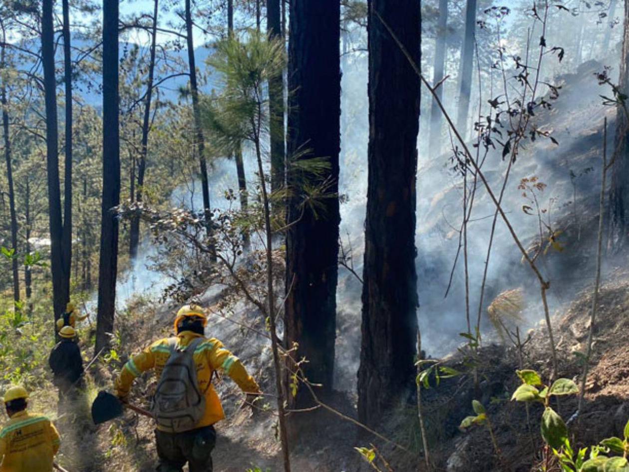 El ICF contabiliza 907 hectáreas de bosque afectadas por 33 incendios a nivel nacional
