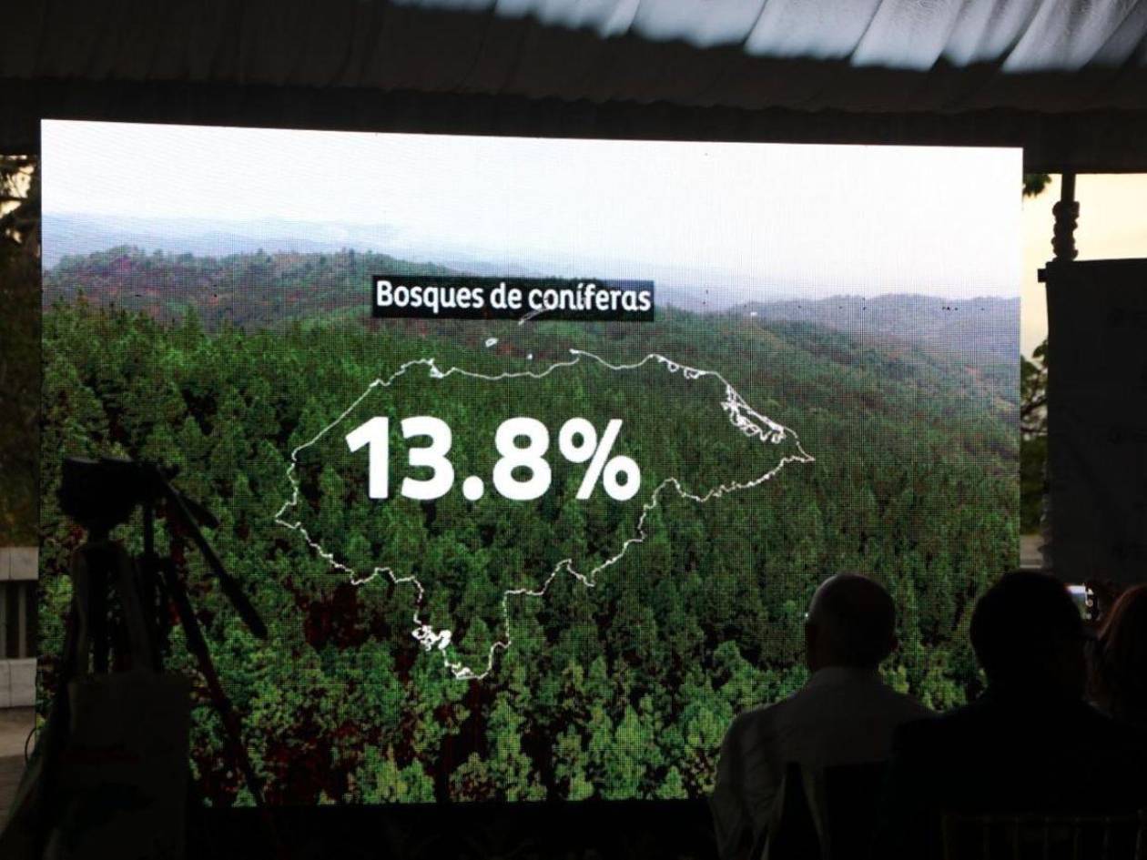Honduras presenta el Mapa Forestal 2024 para planificación y conservación