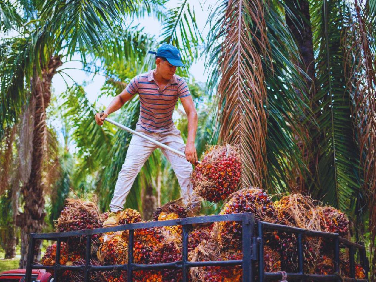 Exportaciones de aceite de palma suben $18.4 millones por menor oferta global