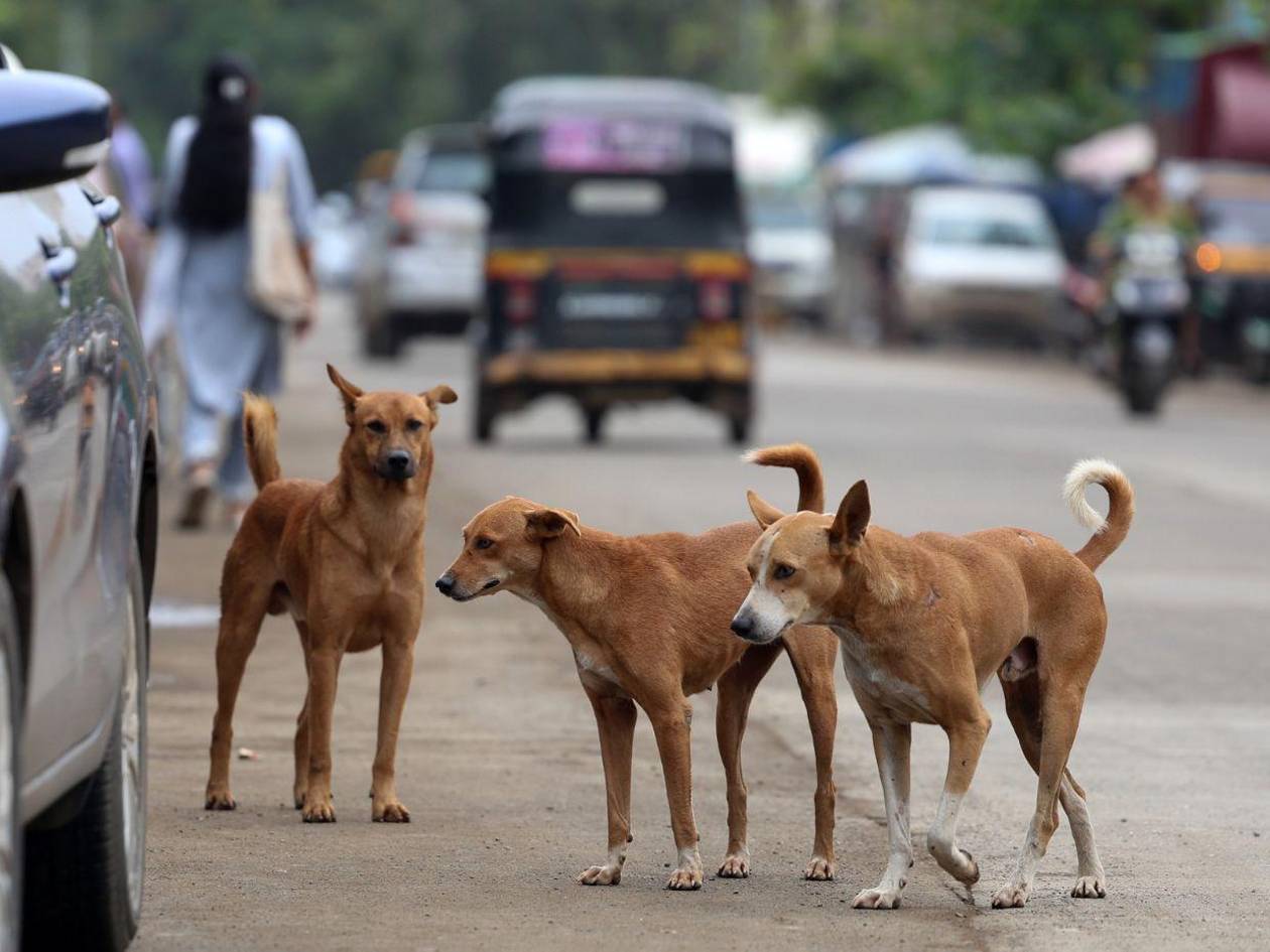 La guerra de los perros en la India: un enfrentamiento entre la rabia y la compasión