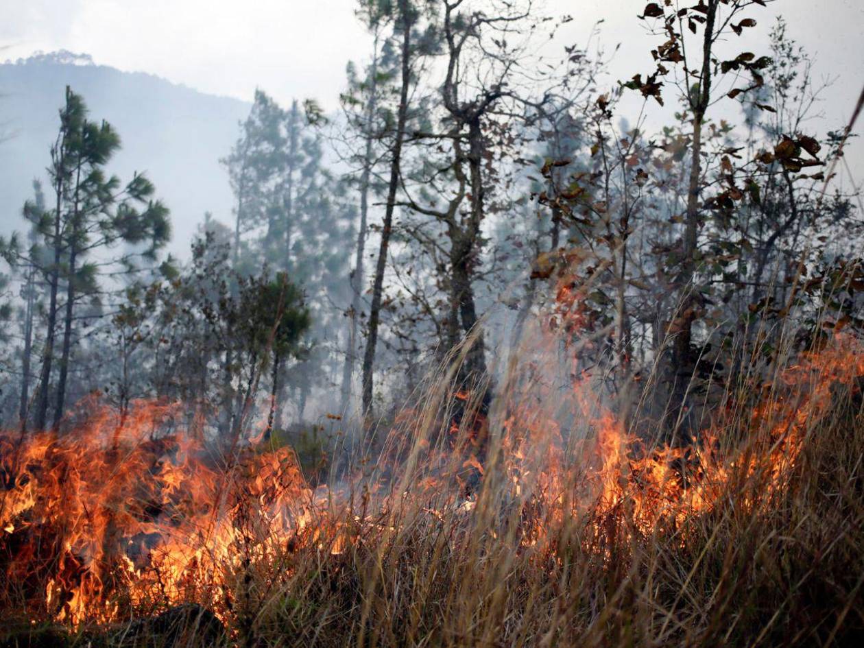 FF AA combaten nueve incendios forestales durante el fin de semana