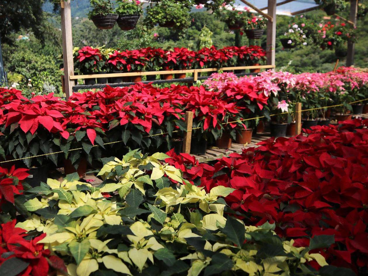 Capital roja y verde: Comienzan ventas de pascuas por la época de Navidad