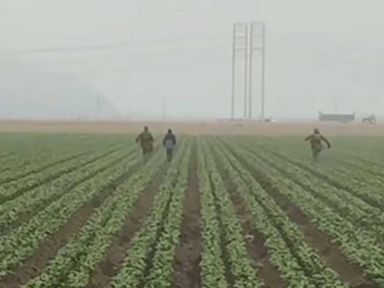 Redadas llegan a campos agrícolas californianos con agentes correteando a trabajadores