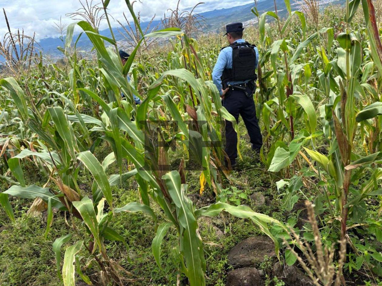 Asesinan a pedradas a un hombre en colonia Amatillo Abajo, Comayagüela