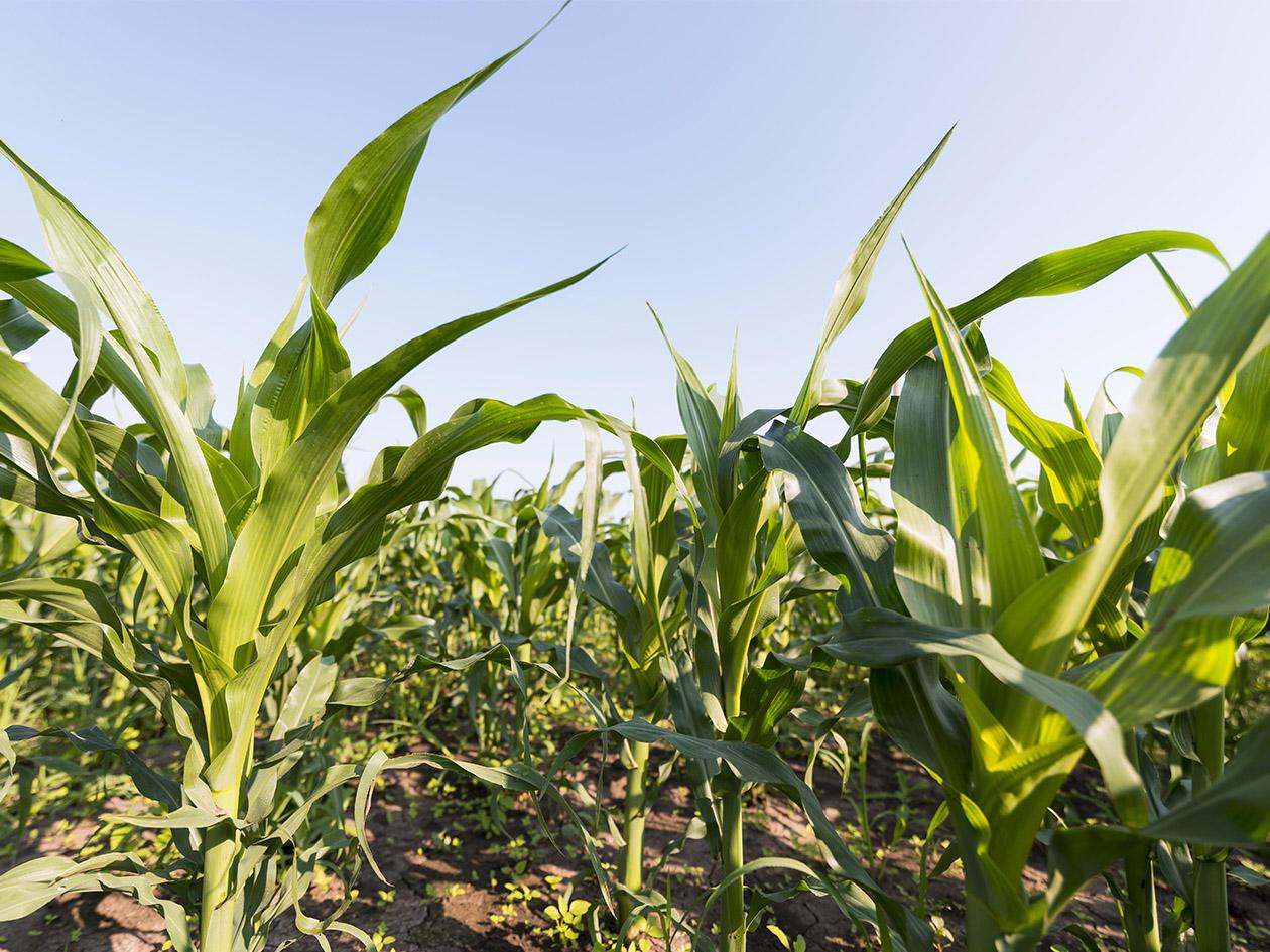 Honduras busca seguridad alimentaria con censo agropecuario