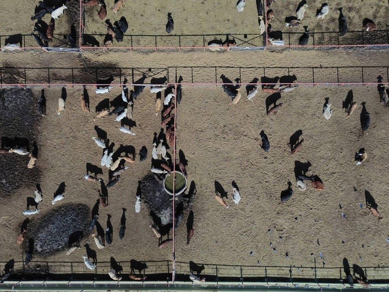 México confirma seis casos de miasis por gusano barrenador en humanos