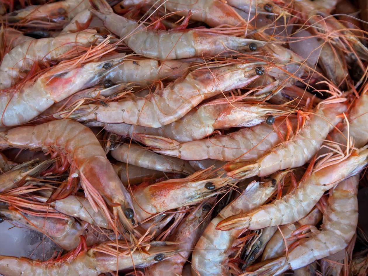 Honduras es certificado en procesos de calidad para exportar camarones
