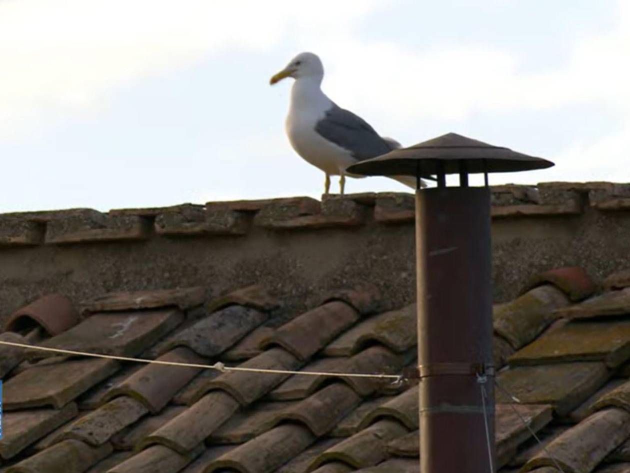 ¿Qué significa la presencia de la gaviota blanca sobre la Capilla Sixtina?