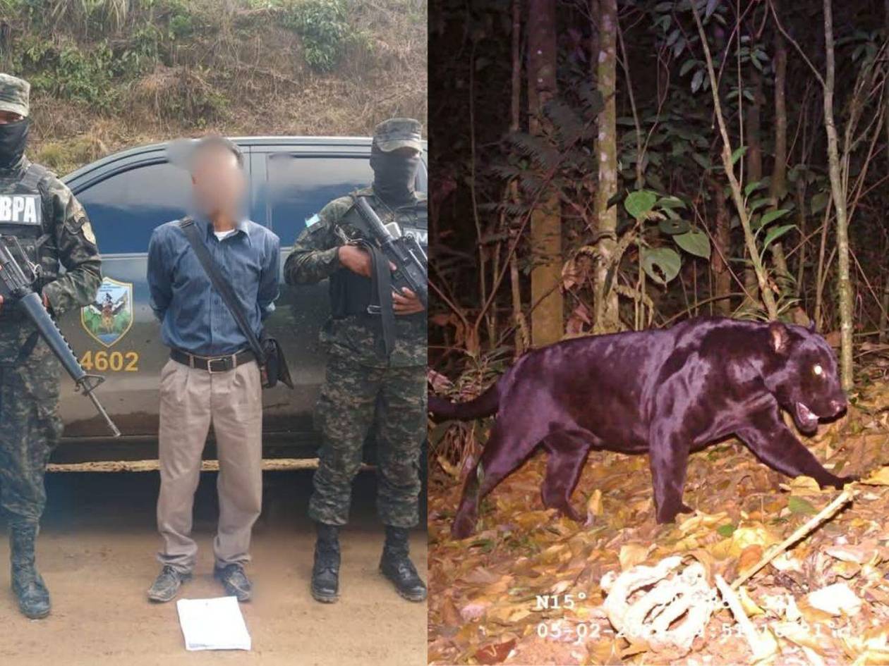 Capturan a hombre acusado de matar al primer jaguar negro registrado en Honduras