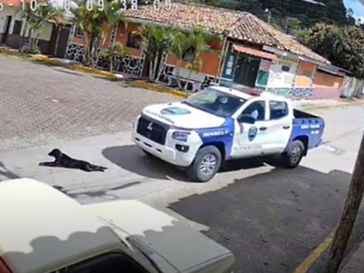 Didadpol investigará a policías que atropellaron un perro en San Buenaventura