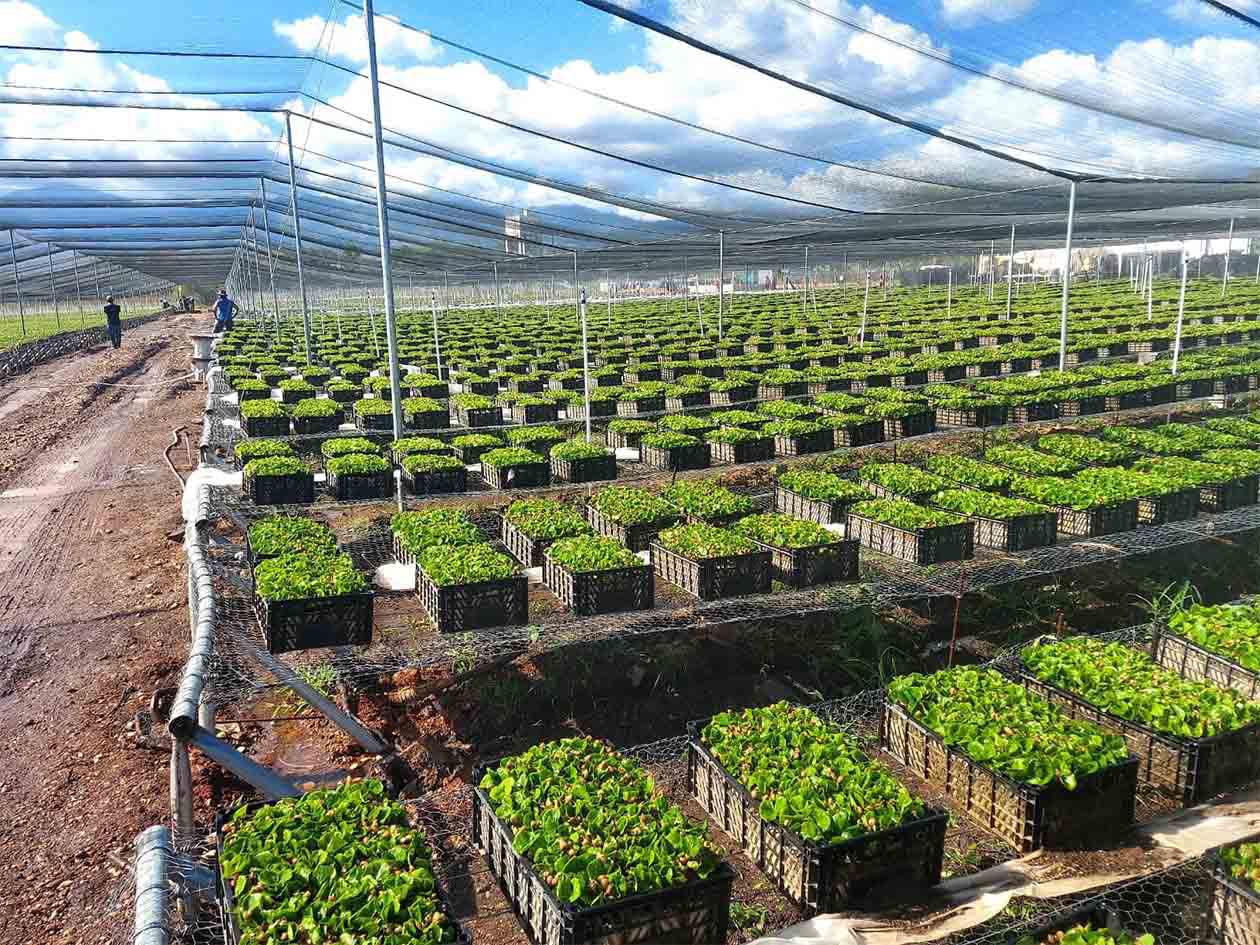 Agrobosque: Megavivero para el parque cafetalero hondureño