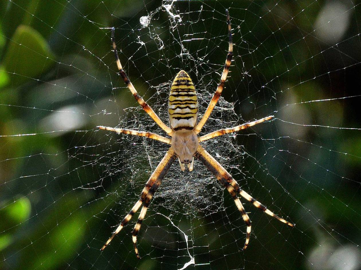 Estudio revela cómo las decoraciones de las telarañas mejoran su función