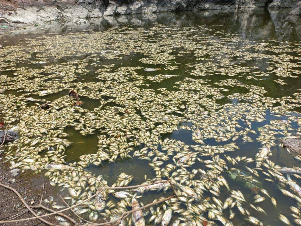 Investigan mortandad de peces y camarones en la cascada El Salto, Goascorán