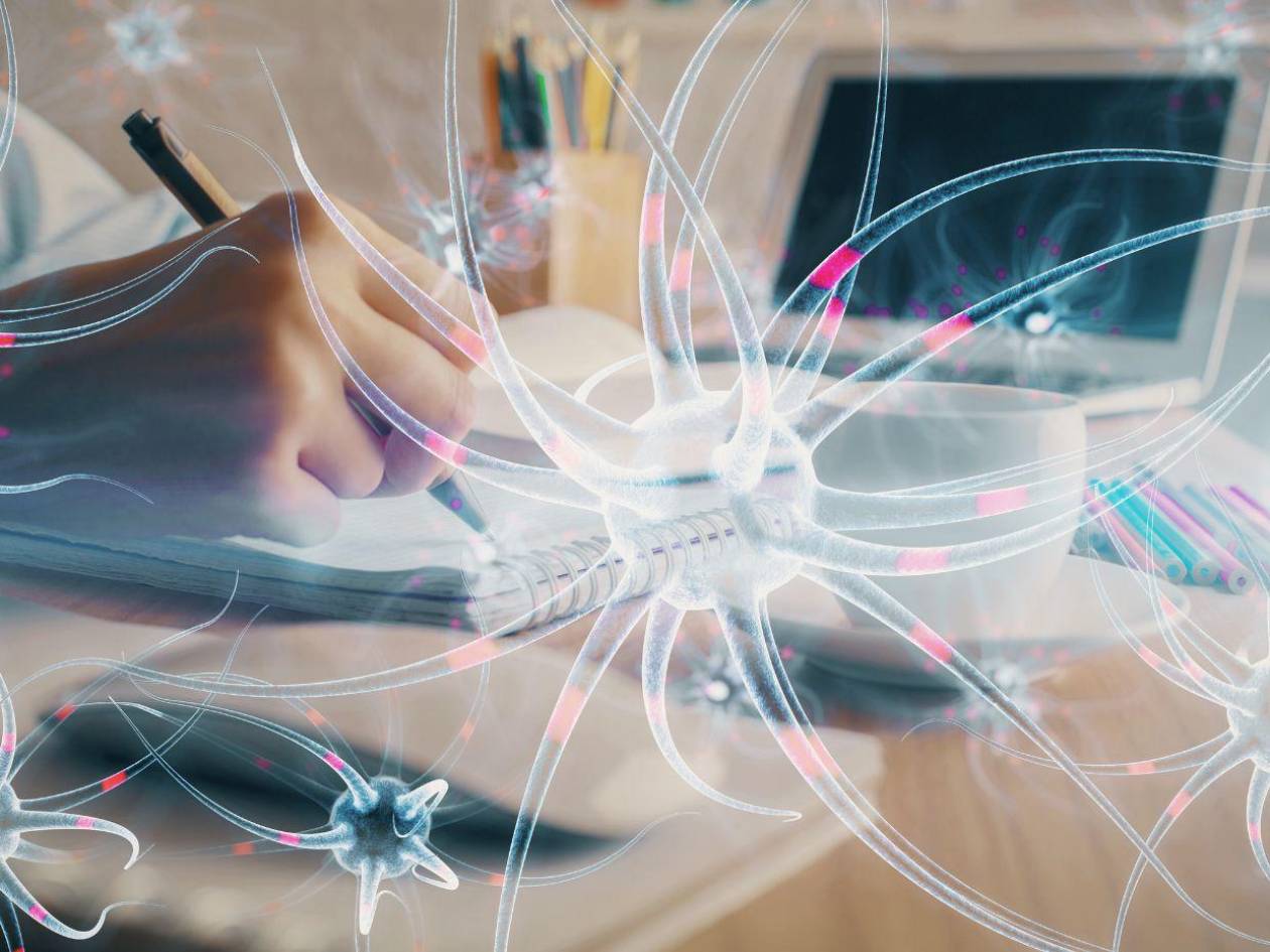¿Hasta qué edad sigue formando neuronas el cerebro?