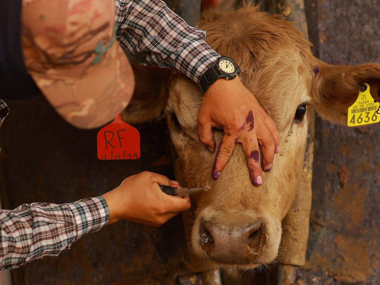 Estados Unidos confirma su primer caso en humanos del gusano barrenador