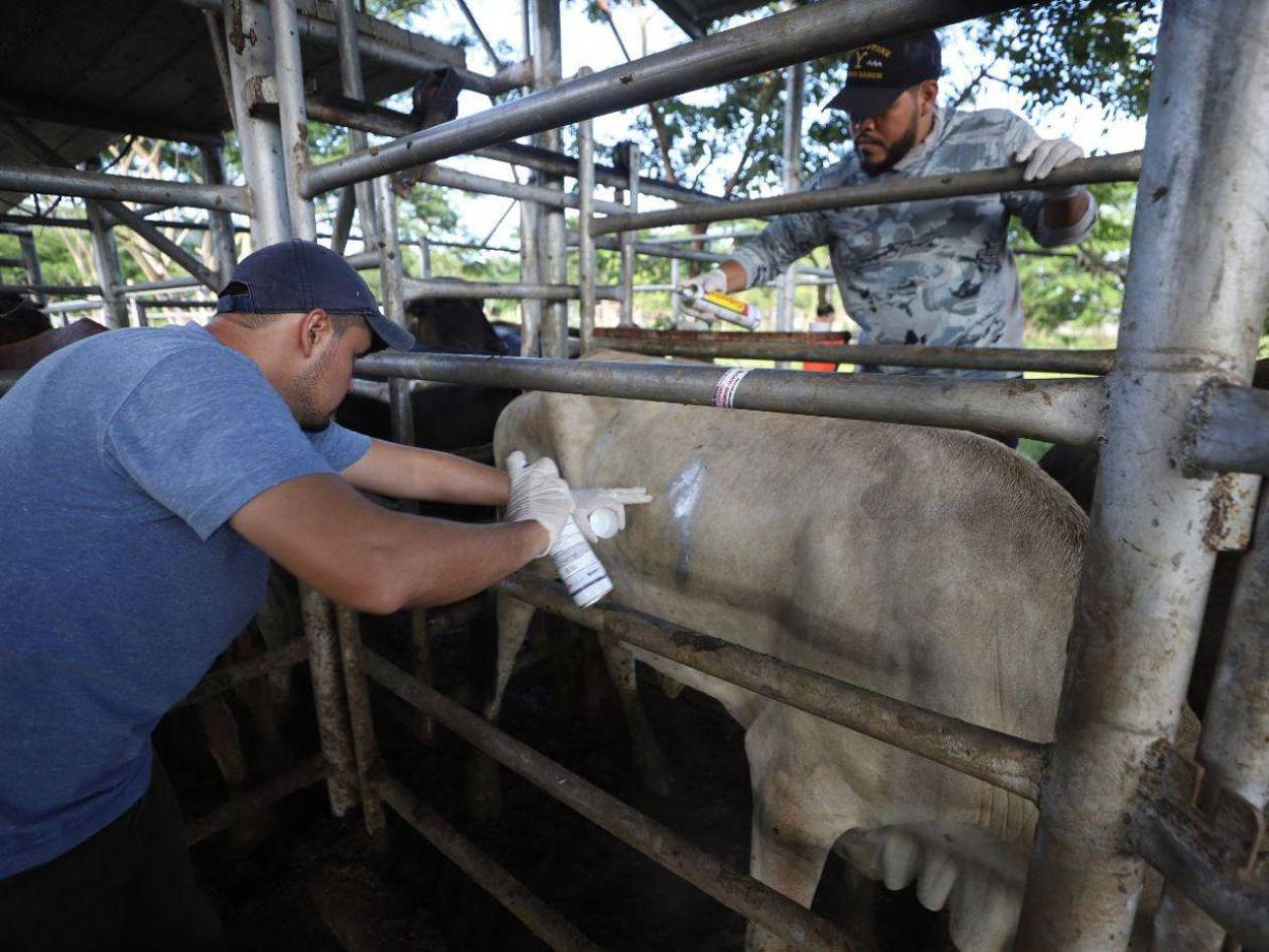 Salud llama a la prevención ante peligroso aumento de casos en humanos del gusano barrenador