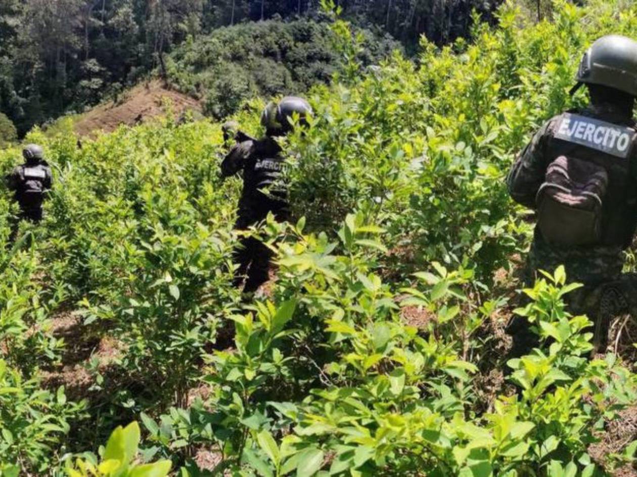 Desmantelan plantación de más de 22,000 arbustos de cocaína en Tocoa, Colón