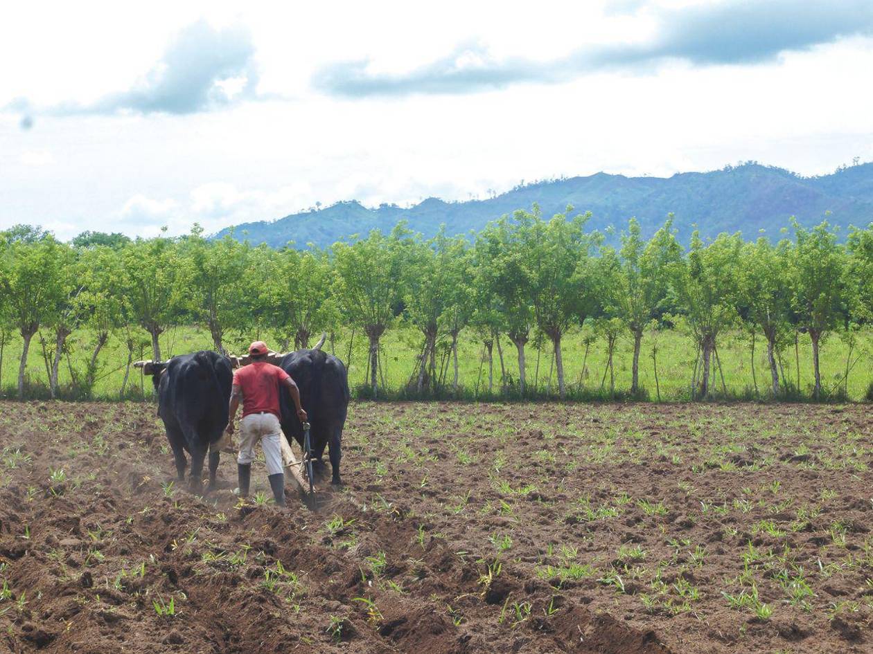 Condiciones climáticas serán, este año, favorables para la agricultura