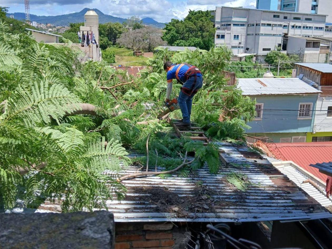 Aguacero deja inundaciones y árboles caídos en Tegucigalpa y Comayagüela