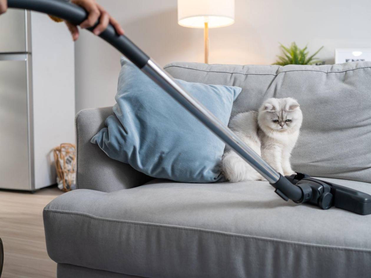 ¿Cómo cuidar el orden y la limpieza en casa aun con mascotas?