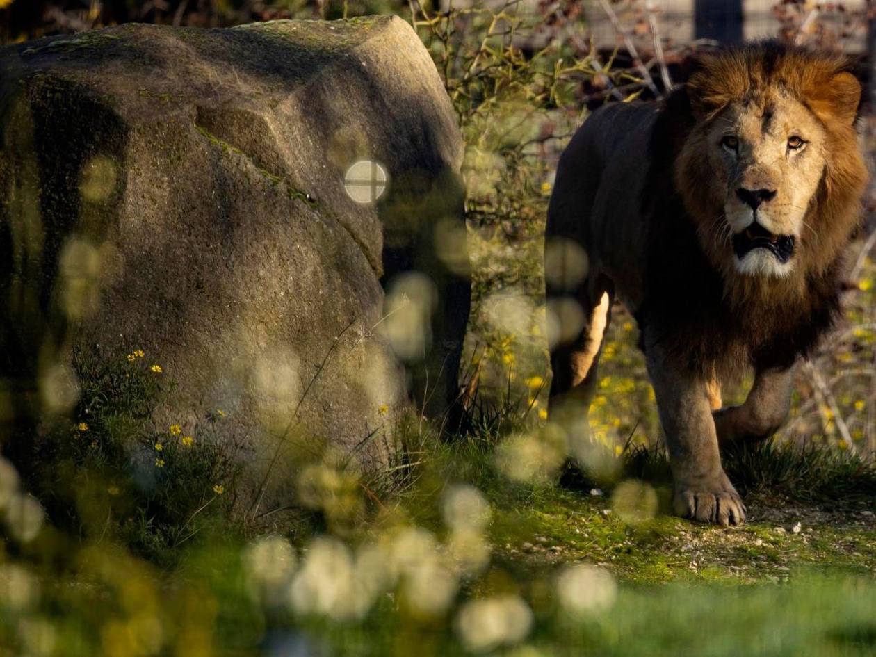 Leones atacan y matan a un trabajador de un zoológico frente a turistas en Tailandia