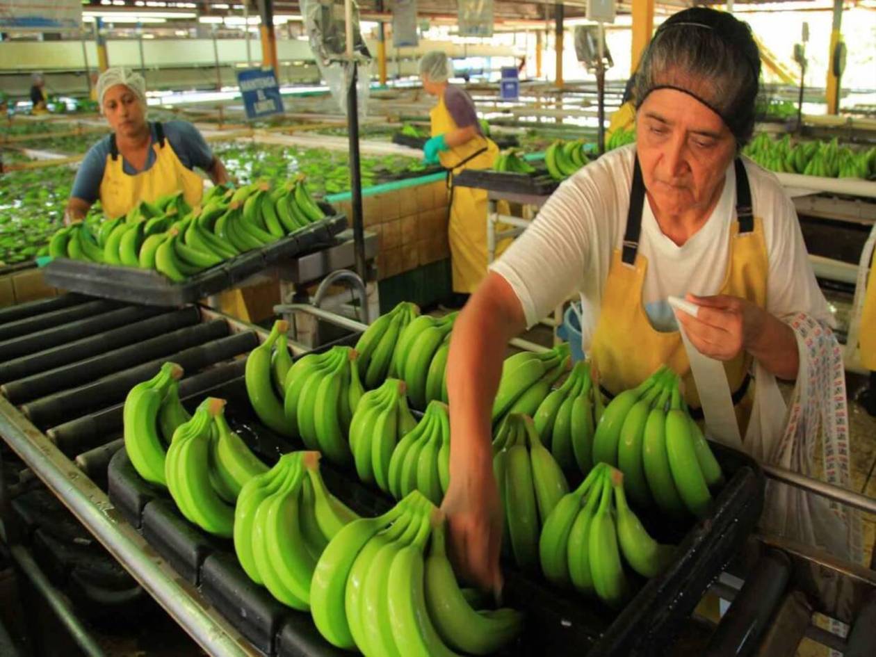 Exportaciones de banano disminuyeron en $74.2 millones a marzo de 2025