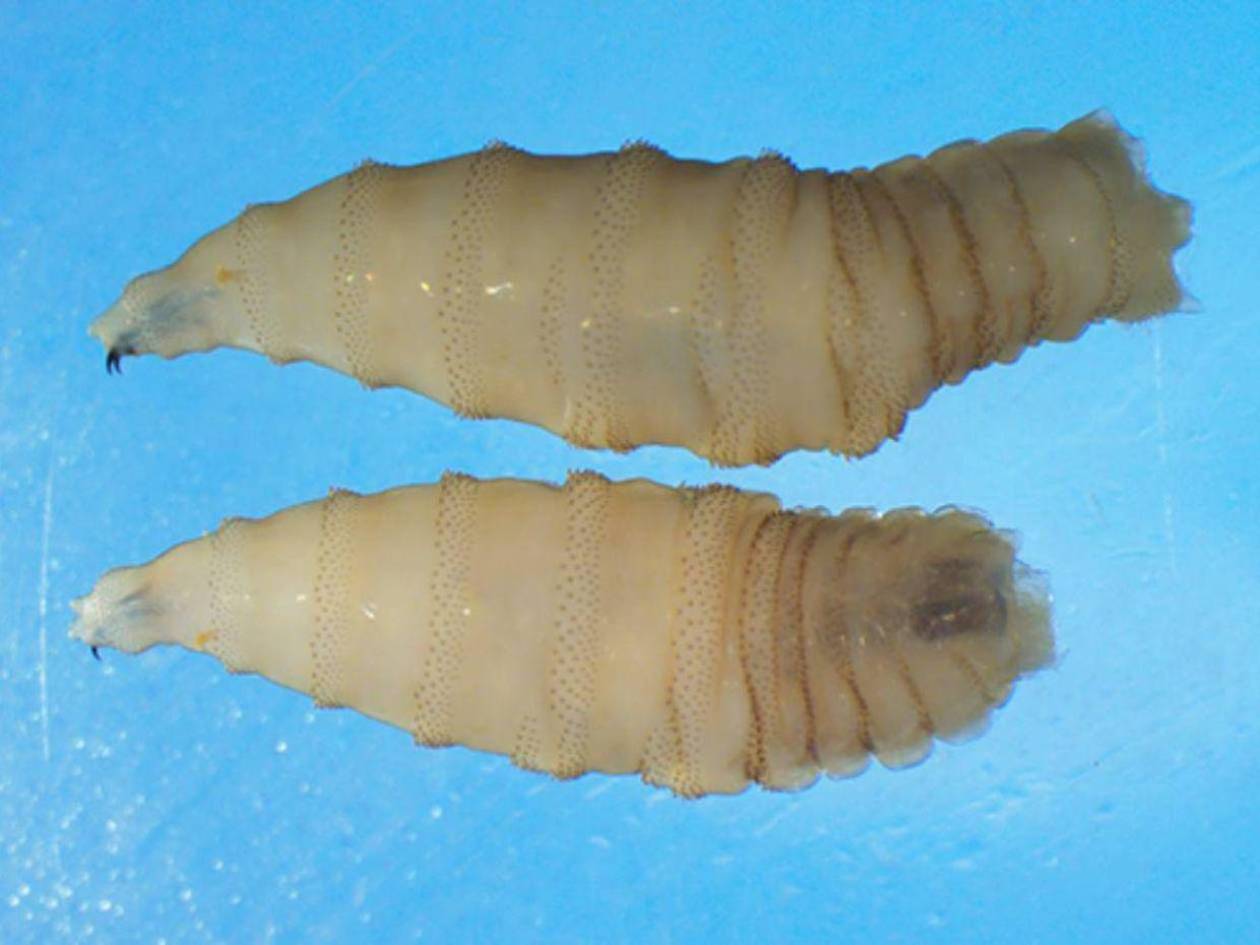 Estados Unidos confirma su primer caso en humanos del gusano barrenador