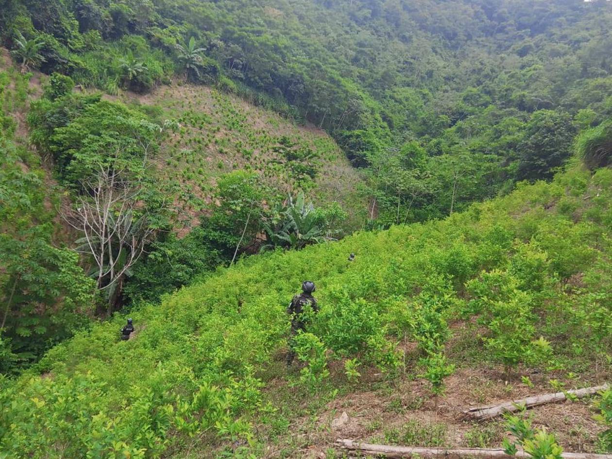 Roosevelt Hernández admite que en Honduras se produce y pasa droga