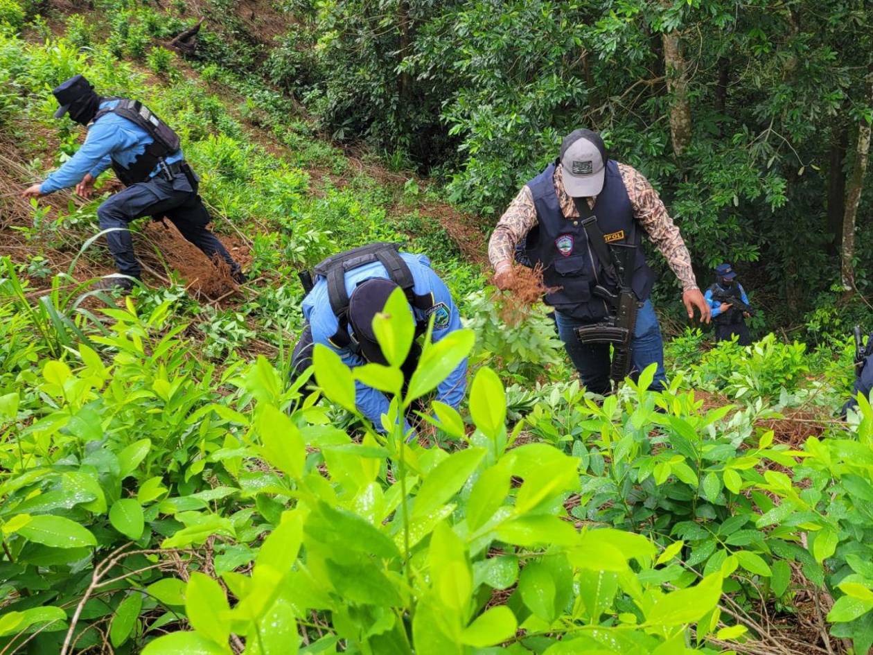 Destruyen narcolaboratorio y erradican 48 mil arbusto de hoja de coca en Colón