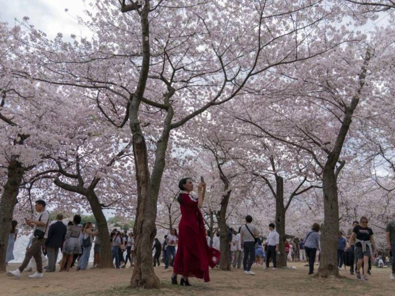 Japón regaló 250 cerezos a Trump por los 250 años de independencia de EE UU
