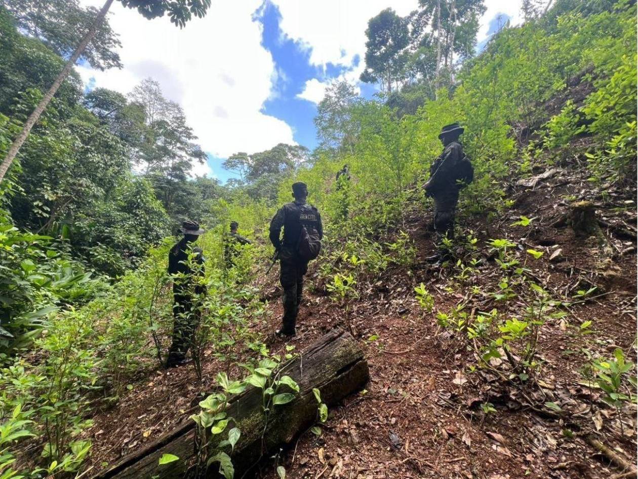 Aseguran 40 mil 500 arbustos de coca en diversas zonas montañosas de Iriona