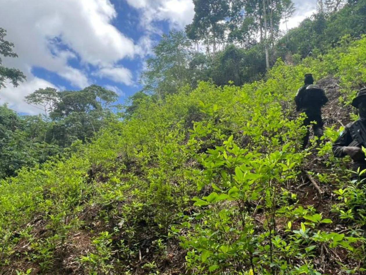 ¿En qué departamentos de Honduras se han hallado más plantaciones de coca?