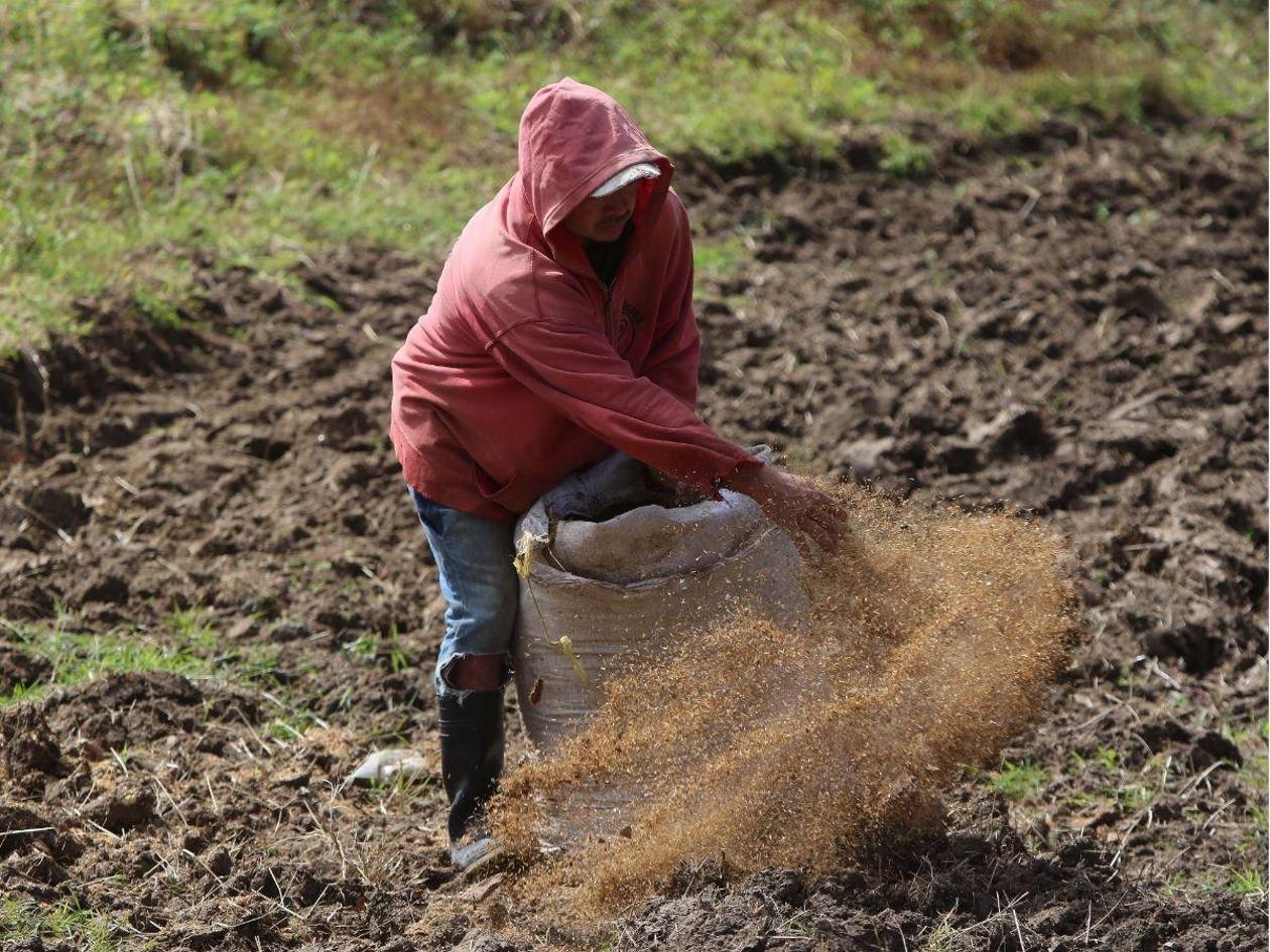 Productores de granos básicos piden subsidios para fortalecer sus siembras