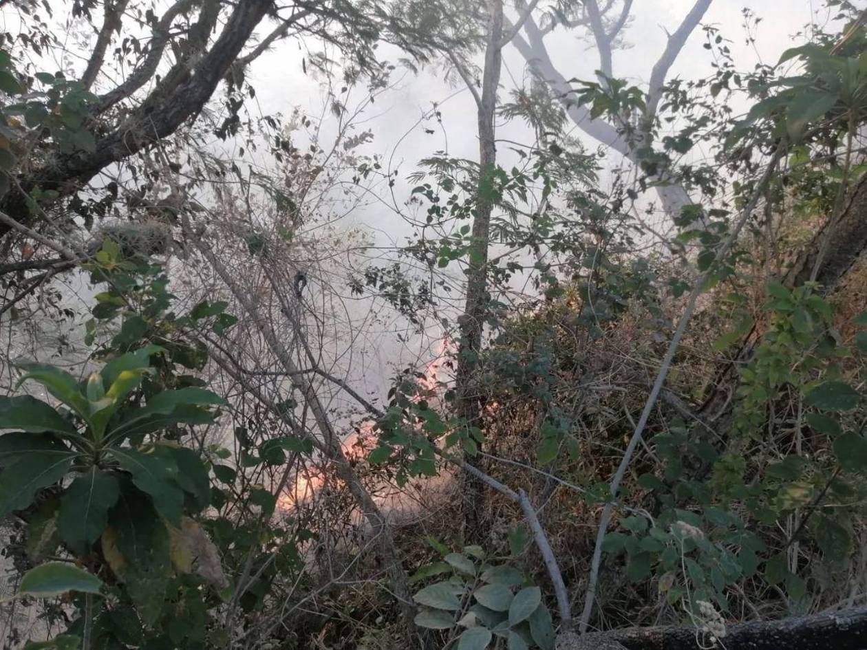 Incendio afecta reserva del Parque Nacional La Tigra en el Distrito Central