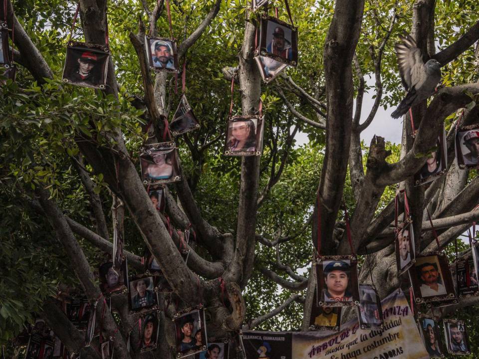 El Árbol de la Esperanza en Salamanca, México, donde familiares exhiben fotografías de los desaparecidos.