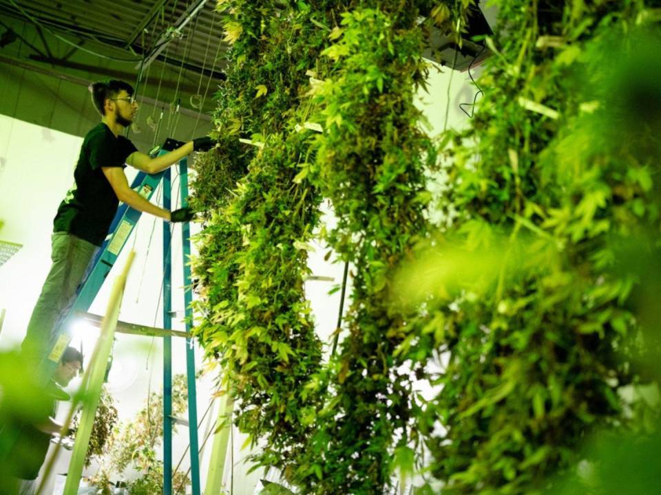 Secan mariguana tras cosecharla en el dispensario Field of Dreams en Sunland Park, Nuevo México.