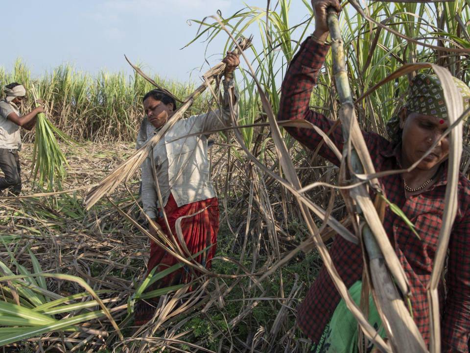 Trabajadores en Beed, India, cerca de NSL Sugars, proveedor de Coca-Cola y PepsiCo con ingenios en todo el País.