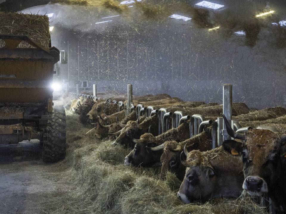 Méryl Cruz Mermy y Benoît Merlo crían ganado y cultivan en su granja orgánica en el este de Francia.