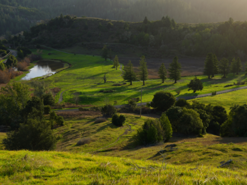 Un roble en Larsen Meadow, anteriormente los “nueve posteriores” del campo de golf San Gerónimo.