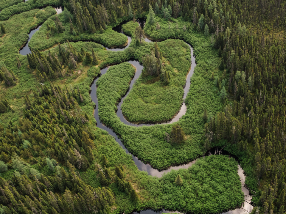 La franja de bosque boreal más grande del mundo se ubica en Canadá. Una porción de bosque boreal en el norte de Quebec.
