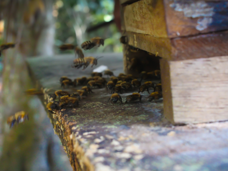 Familias en la Amazonia peruana han construido nidos artificiales para abejas meliponas y viven de la venta de miel.