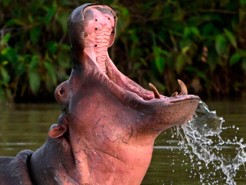 Amenazan 170 hipopótamos las especies nativas y los ríos colombianos.