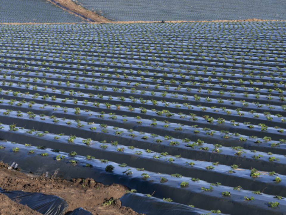 Un campo de fresas en el Valle de Pájaro de California, donde los agricultores deben pagar altas tarifas por agua de riego.