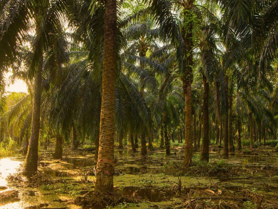 Unas 4.5 millones de personas en Malasia e Indonesia trabajan en el comercio de aceite de palma. Una plantación de palmeras en Sabah, Malasia.