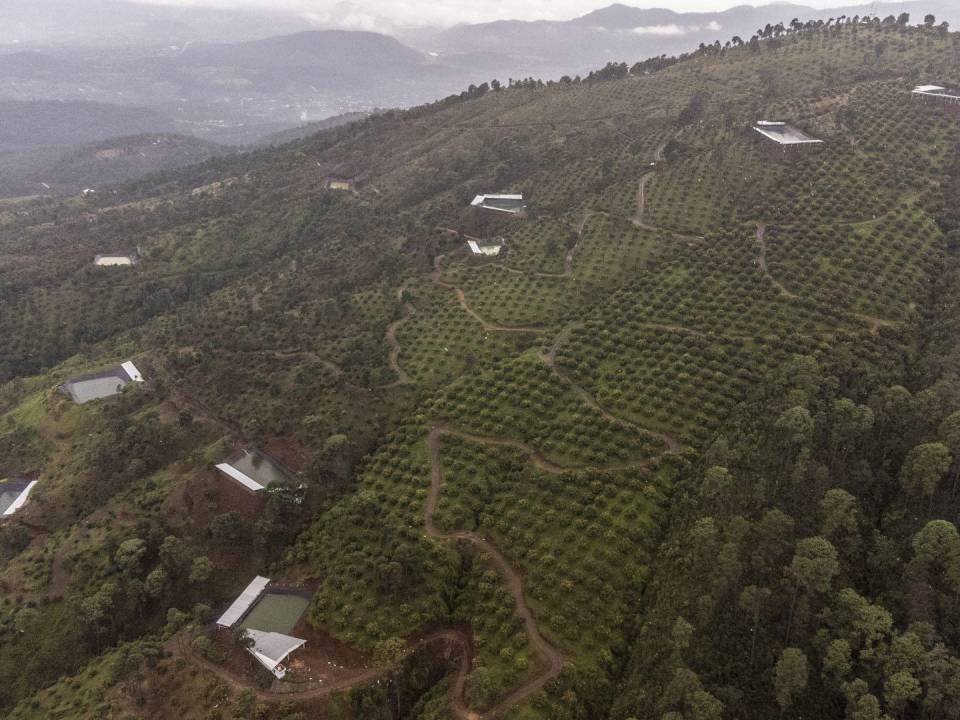 Los campos de aguacate en tierras deforestadas han estado agotando los acuíferos de los que dependen otros agricultores.