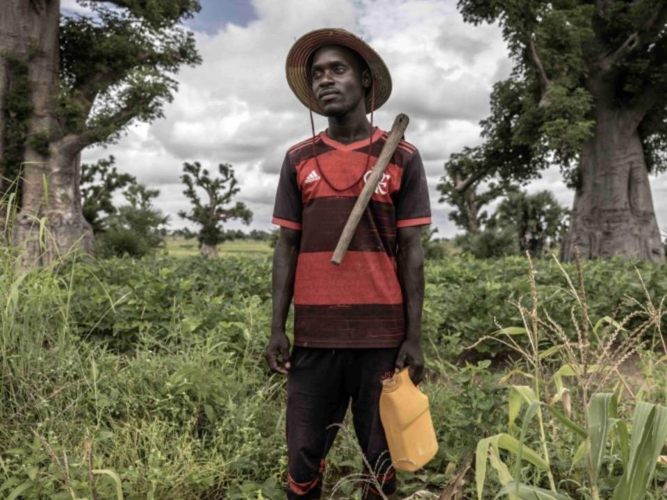 Suleiman Chubado no puede comprar fertilizante suficiente para su granja en Yola, Nigeria. Su maíz está marchito.