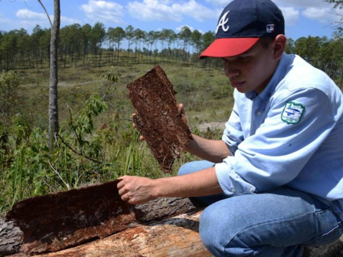 Honduras controla insecto que destruyó un cuarto de sus bosques de pino
