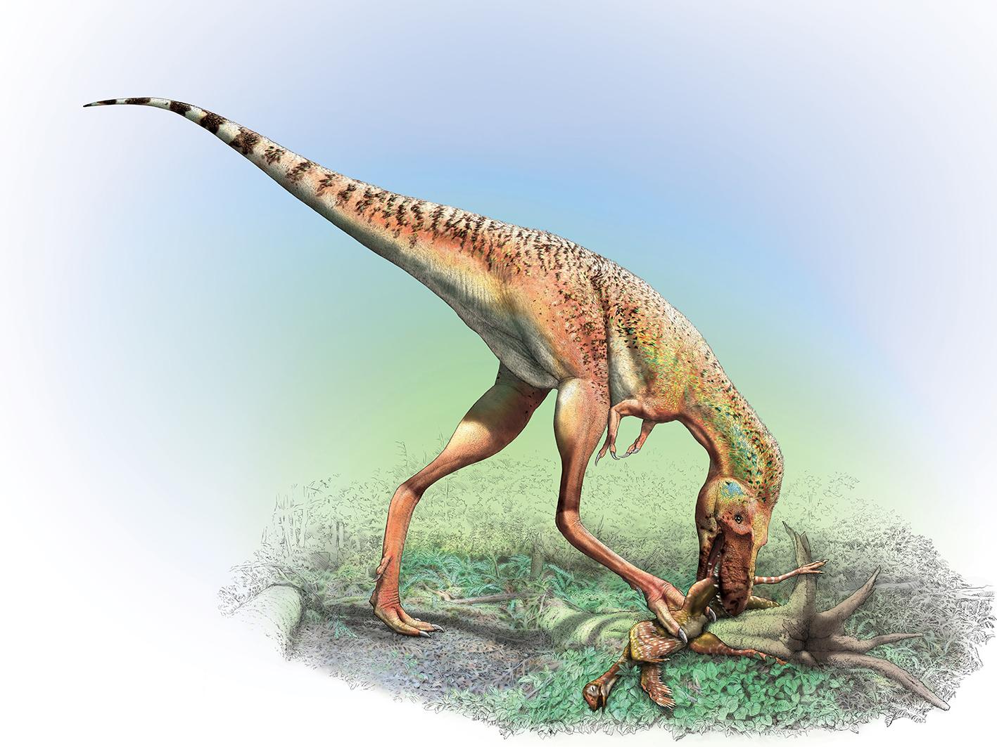 $!Una representación de un Gorgosaurus joven devorando un Citipes, un pequeño dinosaurio alado.