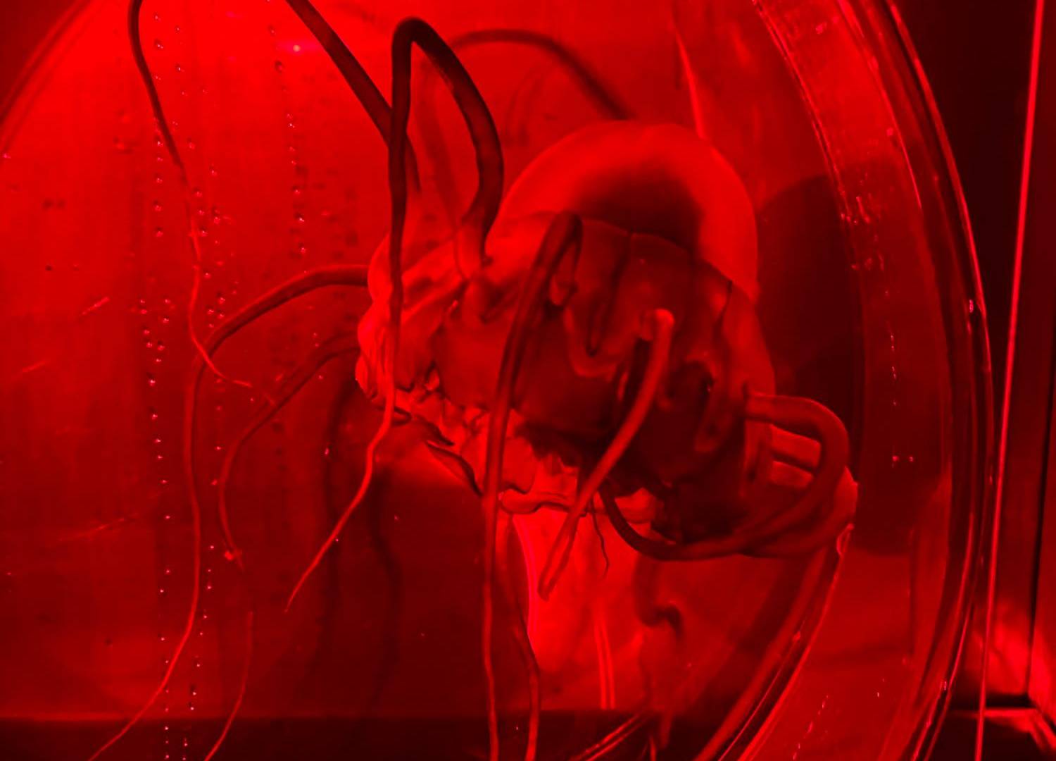 $!Se bombeó sedimento a tanques de medusas casco para ver cómo lidian con ello.